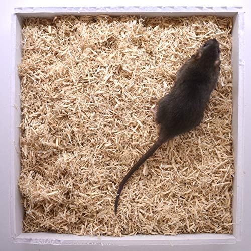 MiceDirect Замразени Храна 15 Rat Smalls за възрастни Топка Питони и Краснохвостых Удавов, Гущери, Хищни птици