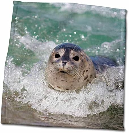 3дРоуз, САЩ, Калифорния, Ла Джола. Зверче тюлен, който се занимава с сърф. - Кърпи (twl-205670-3)